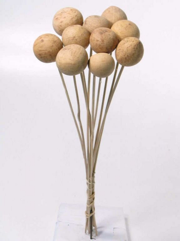 Bellani op 50cm steel