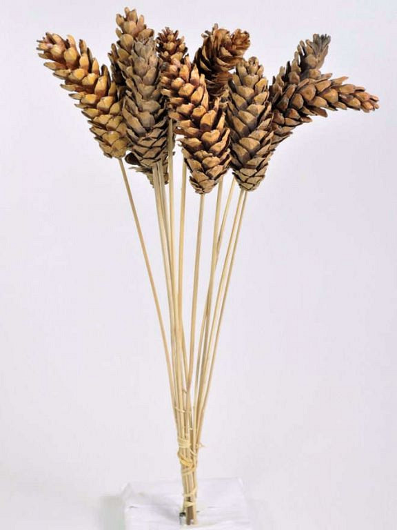 Pomme de Pin Strobus sur 50cm tige