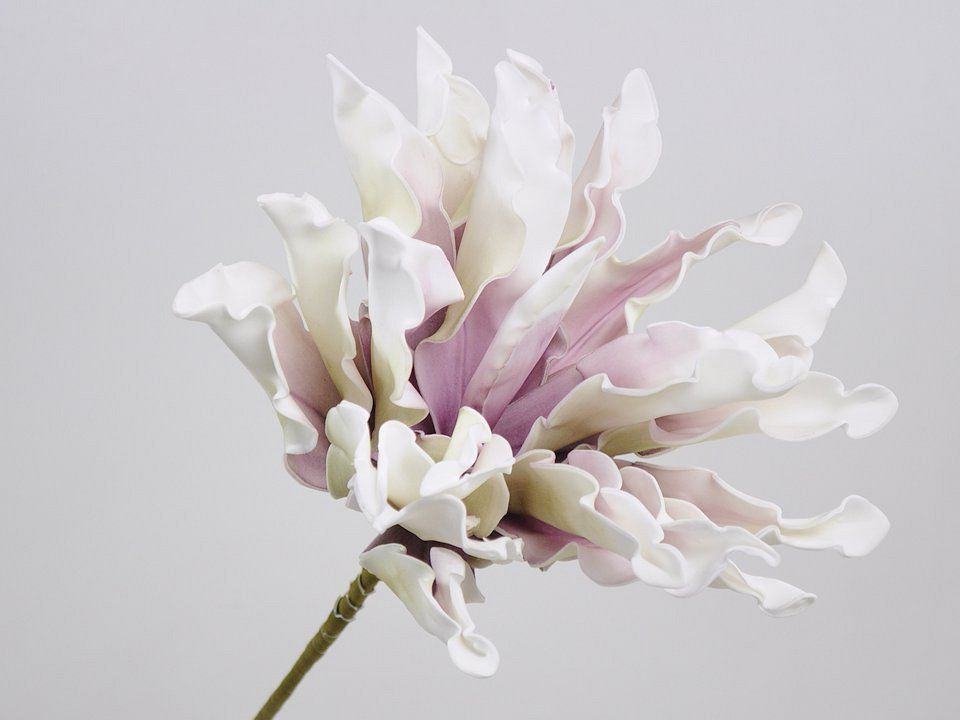 Foam Dracena Wit/Lila, D 24cm