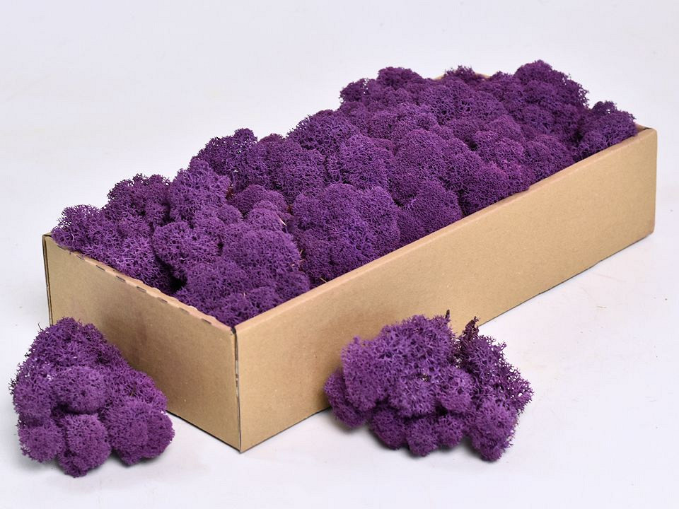 Rendiermos Paars 500gr.
