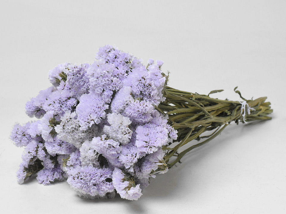 Statice Sinuata Violet Clair
