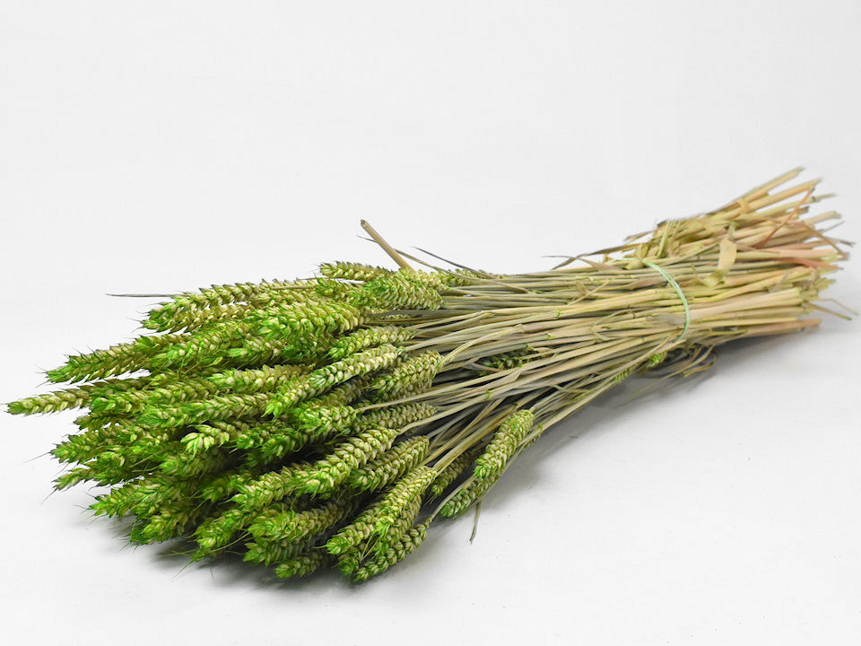 Bouquet Triticum Vert (blé) 70cm
