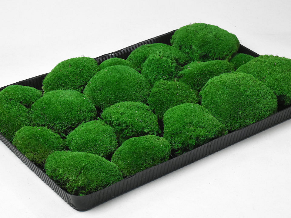 Bolmos Woudgroen (Tray 38x58cm)