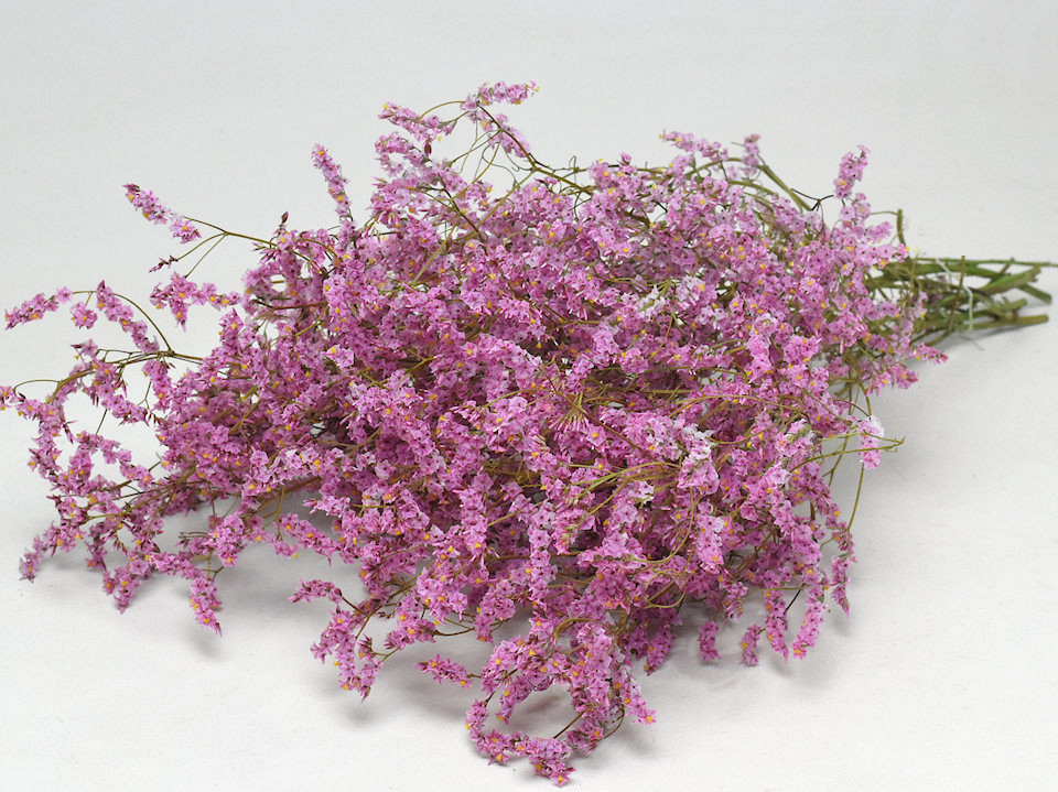 Limonium Rose 60cm 