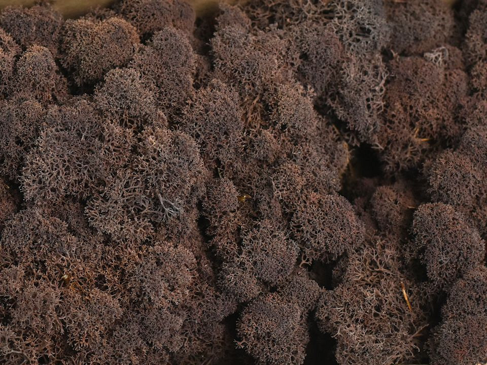 Rendiermos Bruin per kg