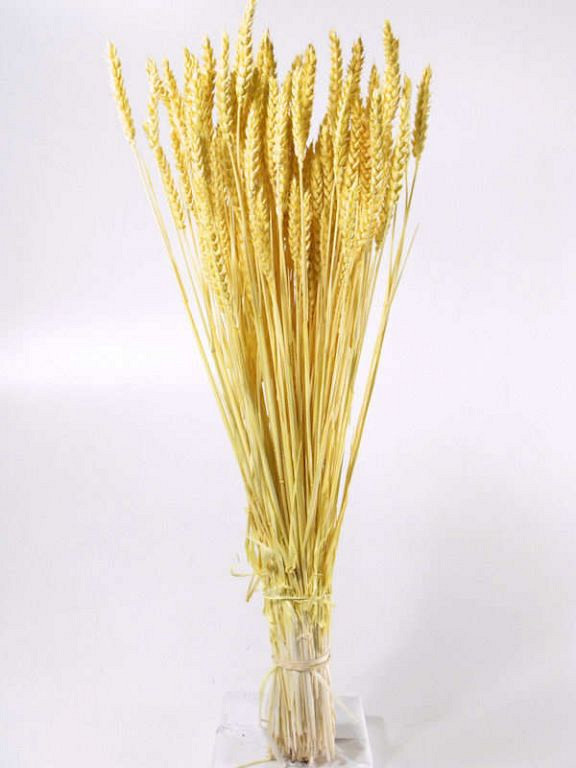 Bouquet Triticum Jaune Clair (blé) 70cm