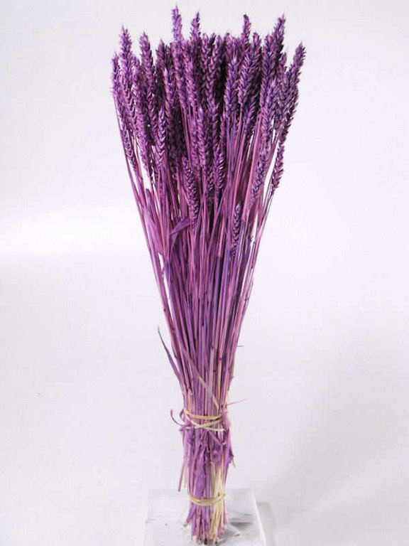 Bouquet Triticum Violet Clair (blé) 70cm