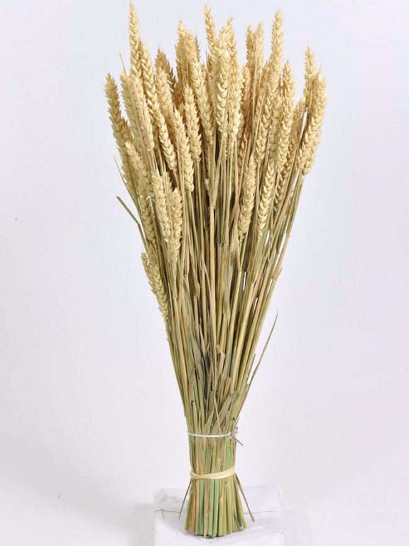 Tarwe Zongebleekt 70cm