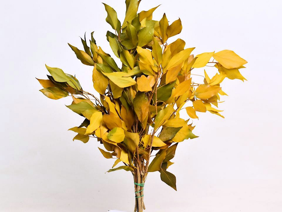 Hedera Klimop Geel 40-50cm