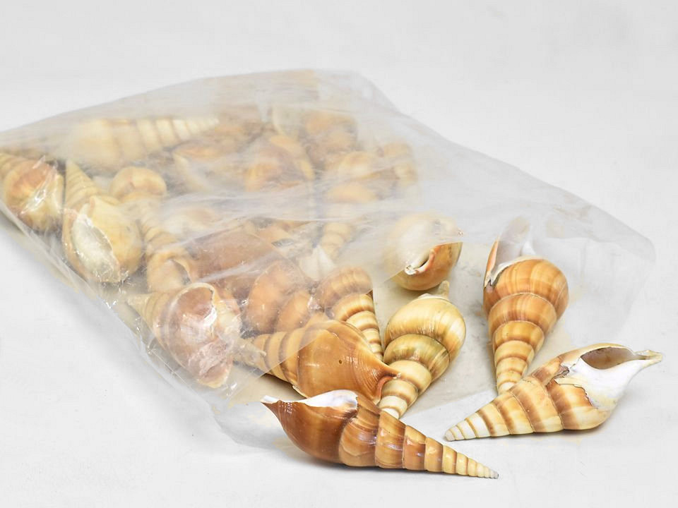 Coquillages Rouge Eluthani 1kg