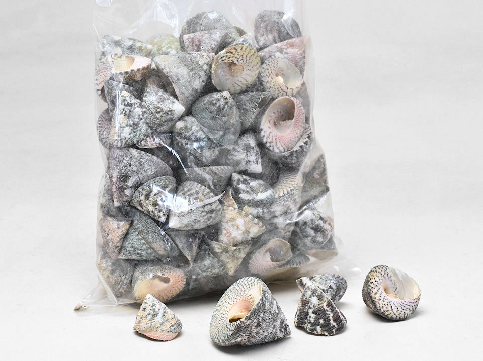 Coquillages Trochus Vert 1kg