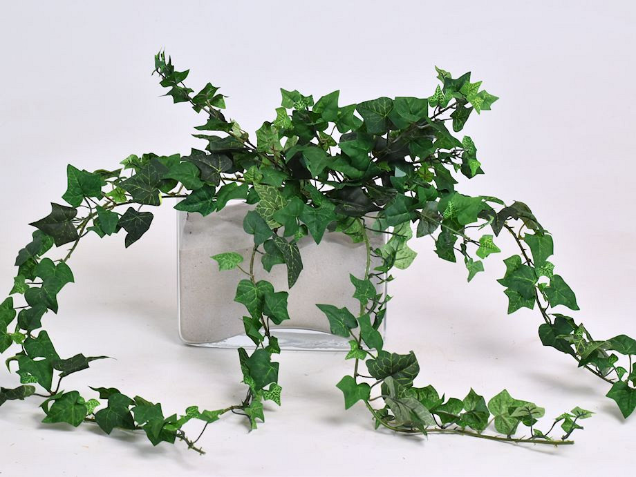 Hedera Klimop 60cm