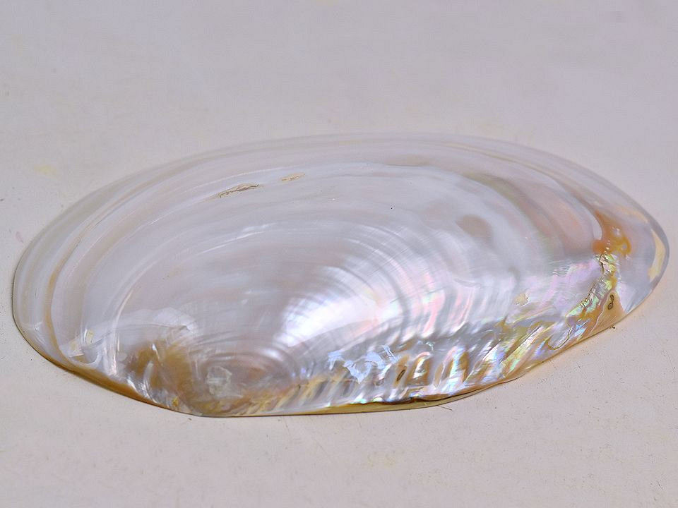 Schelpen Mother of Pearl 20cm