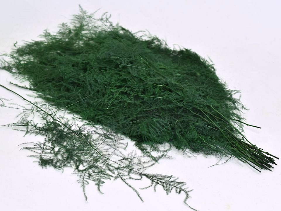Asparagus bouquet H70-90cm Vert 200gr.