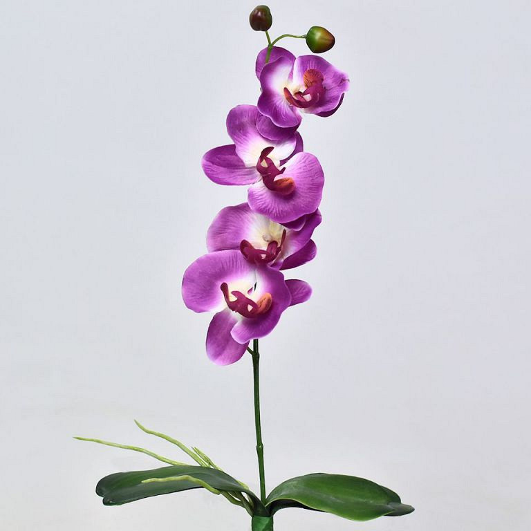 Phalaenopsis 44cm Fuchsia