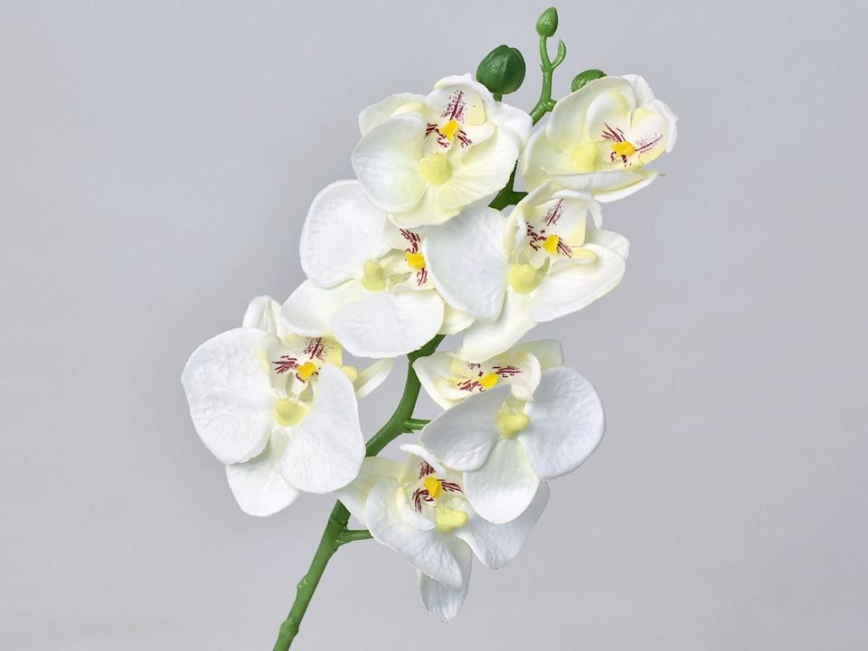 Phalaenopsis 50cm Wit