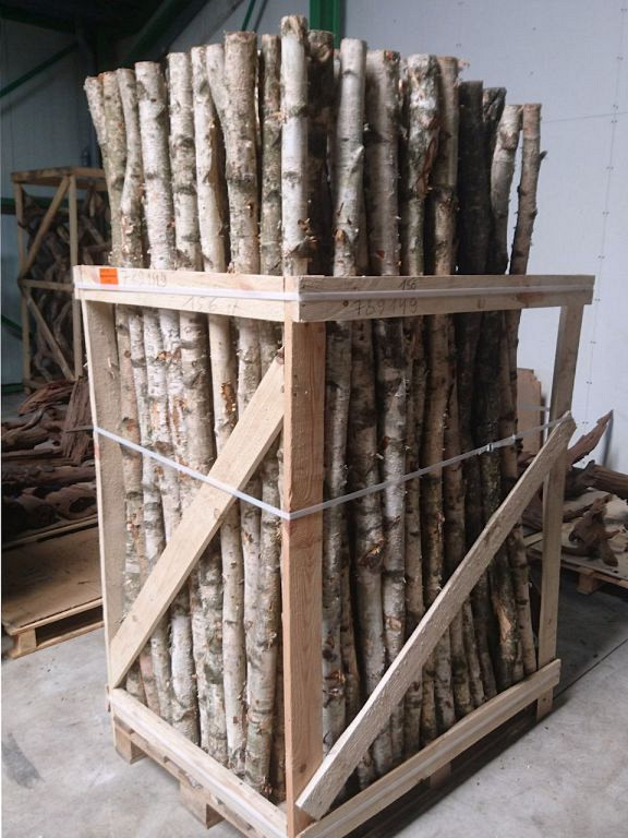 Berkenstam 2m 5-7cm