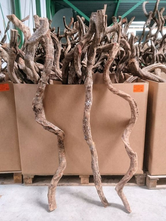 Liaan Large 1.5m