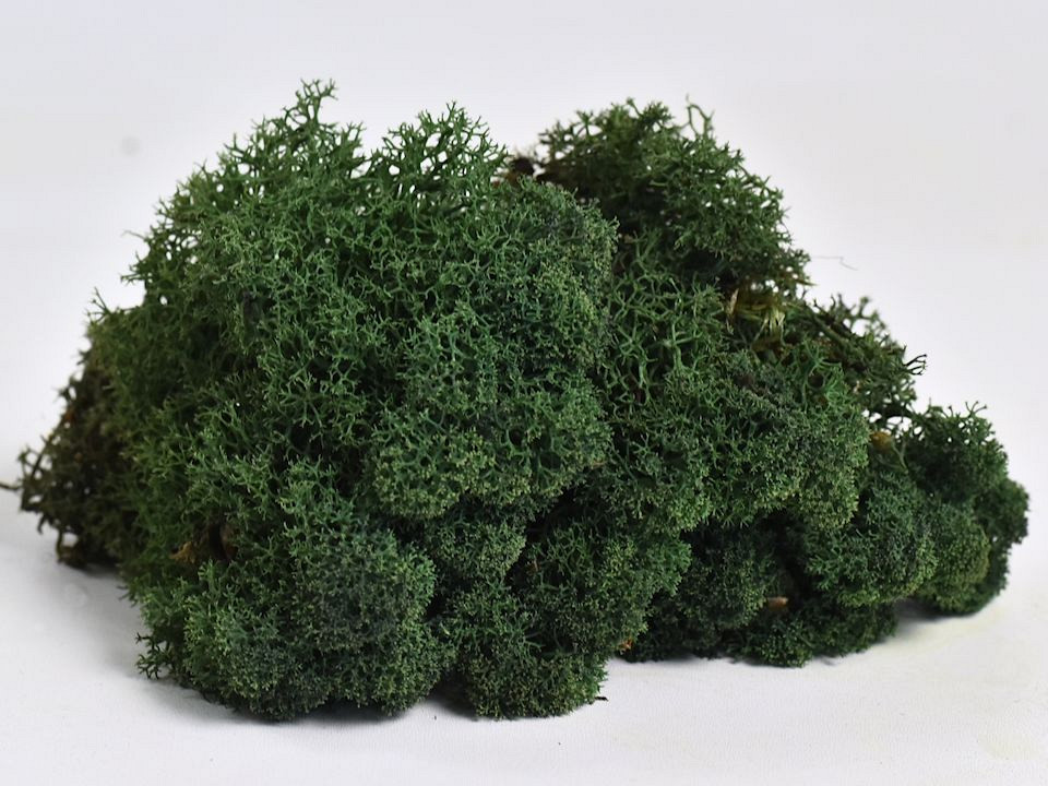Rendiermos Donkergroen 40gr.