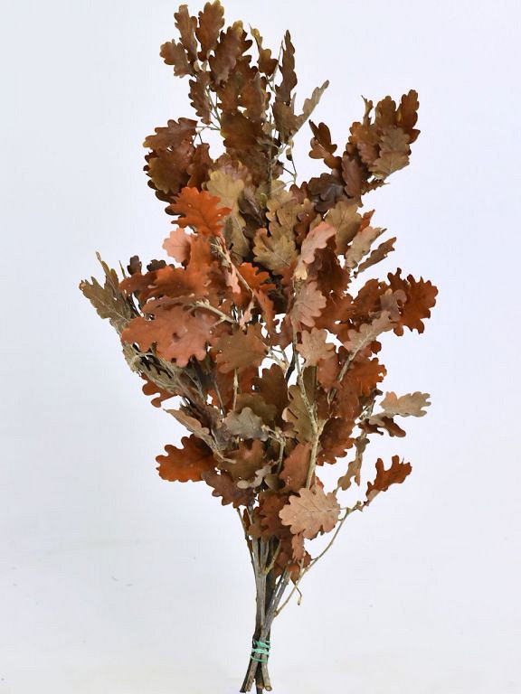 Eikenblad Bruin 50-60cm