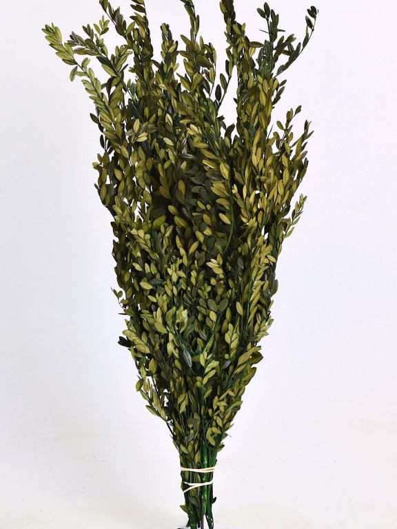 Buxus Groen 90cm 800gr.