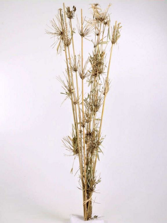 Bamboe stengel met blad 1m