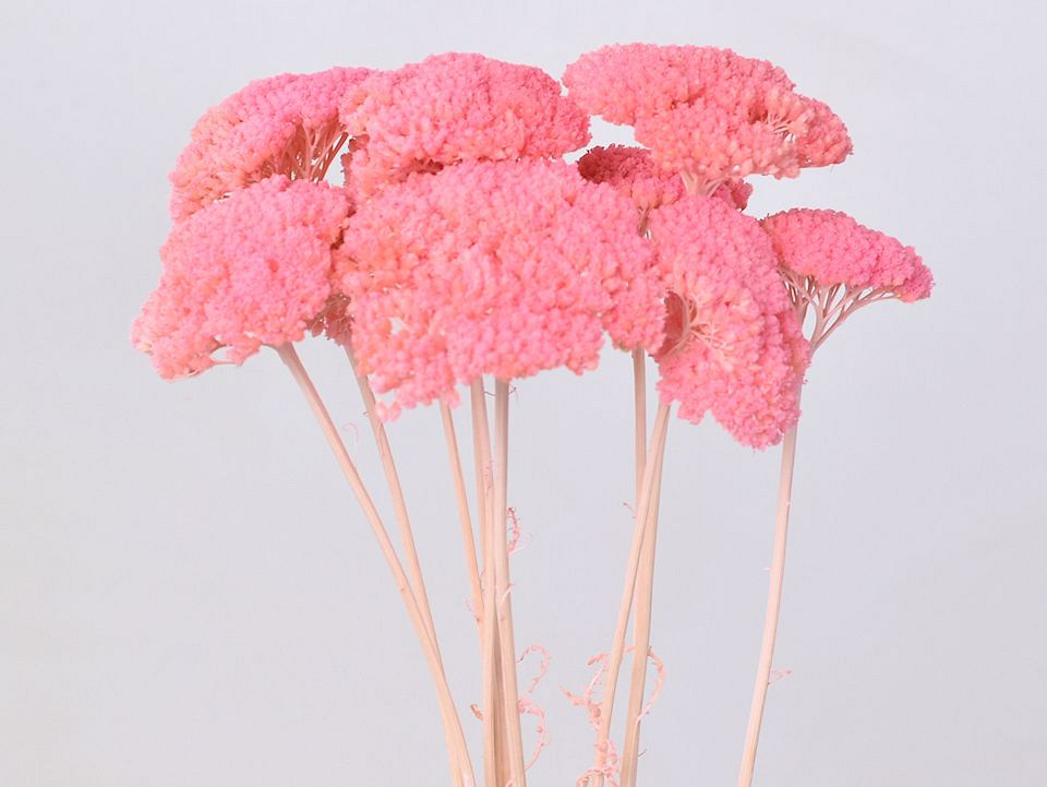 Achillea Parker Lichtroze 70cm