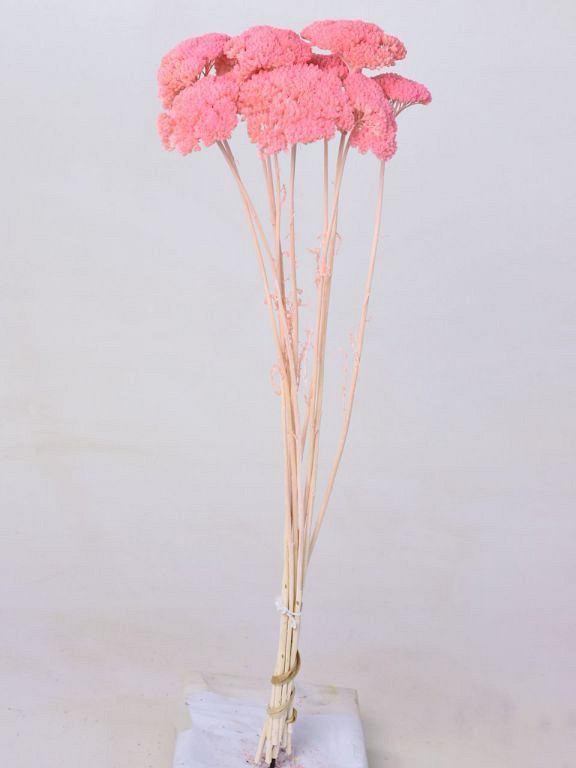 Achillea Parker Lichtroze 70cm