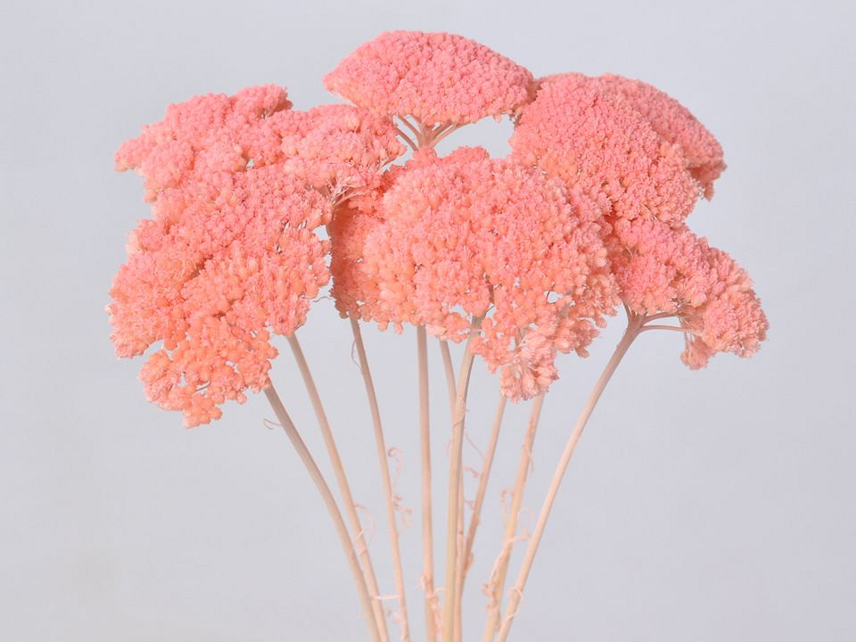 Bouquet Achillea Parker Peche Pastel 70cm
