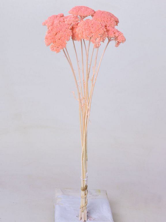 Achillea Parker Pastel Perzik 70cm