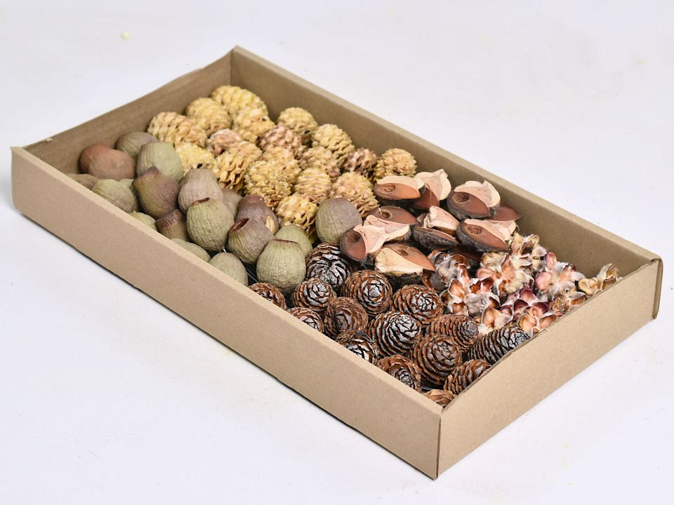 Leucadendron op draad 80-pack