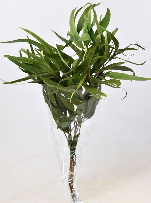 Eucalyptus Globus 65cm