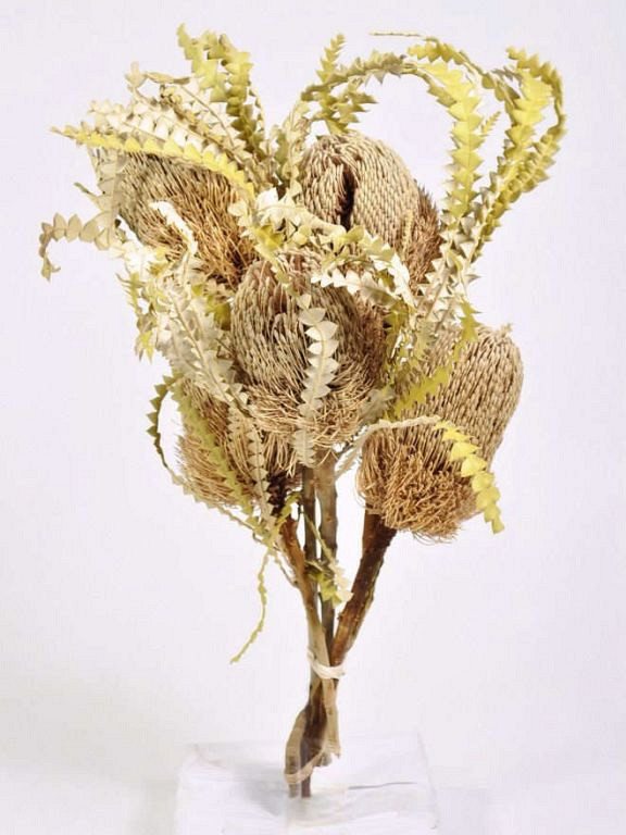Banksia Speciosa 30-40cm