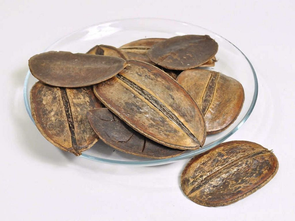 Feuille de Coco Para