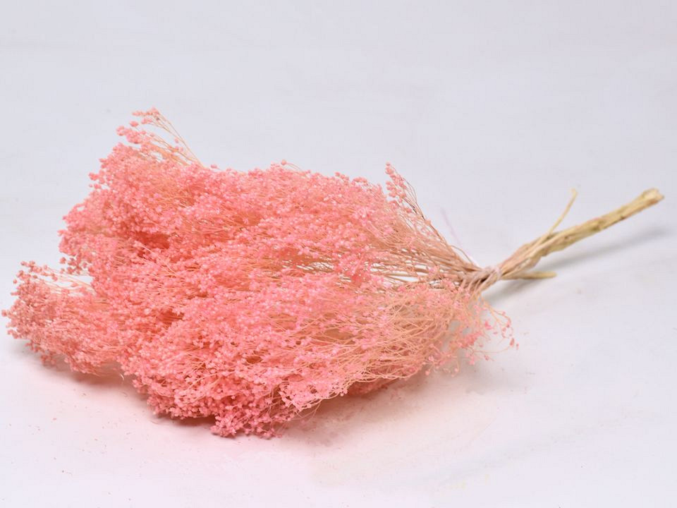 Broom Bloom Pastel Rose 50cm