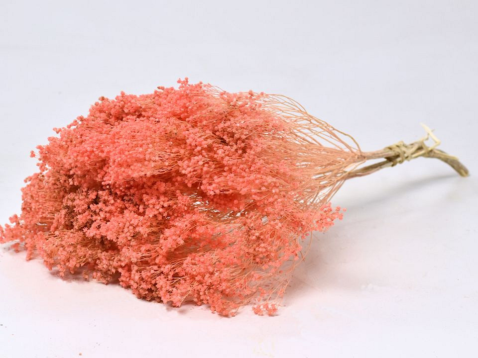 Broom Bloom Peche Pastel 50cm