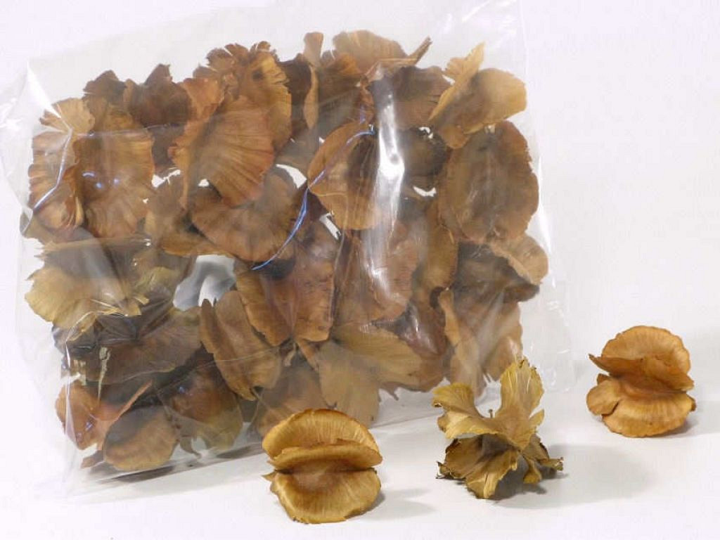 Combre Seeds 5-6cm