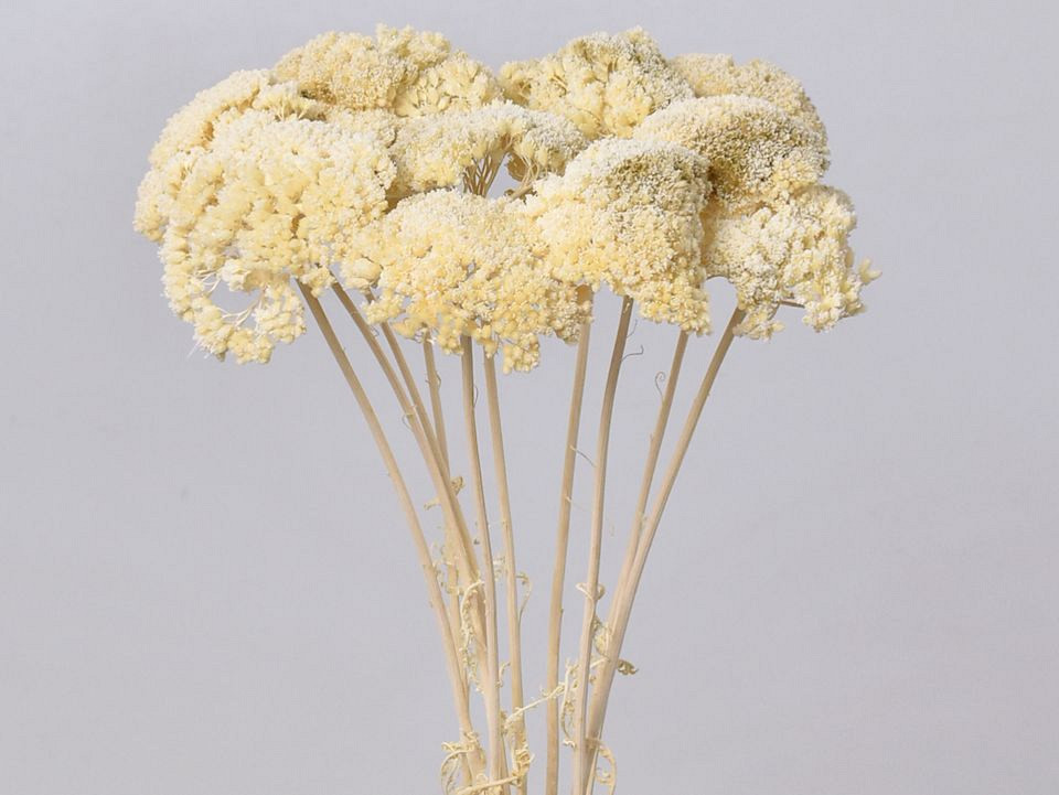 Achillea Parker Hafl-Gebleekt 70cm