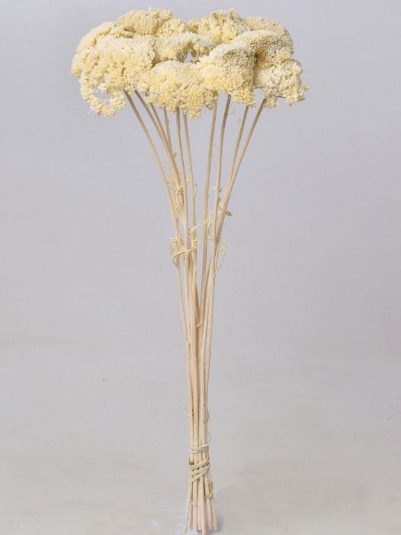 Achillea Parker Hafl-Gebleekt 70cm