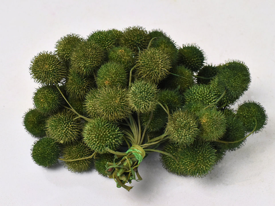 Plataanbolletjes Bundel Mosgroen 15cm