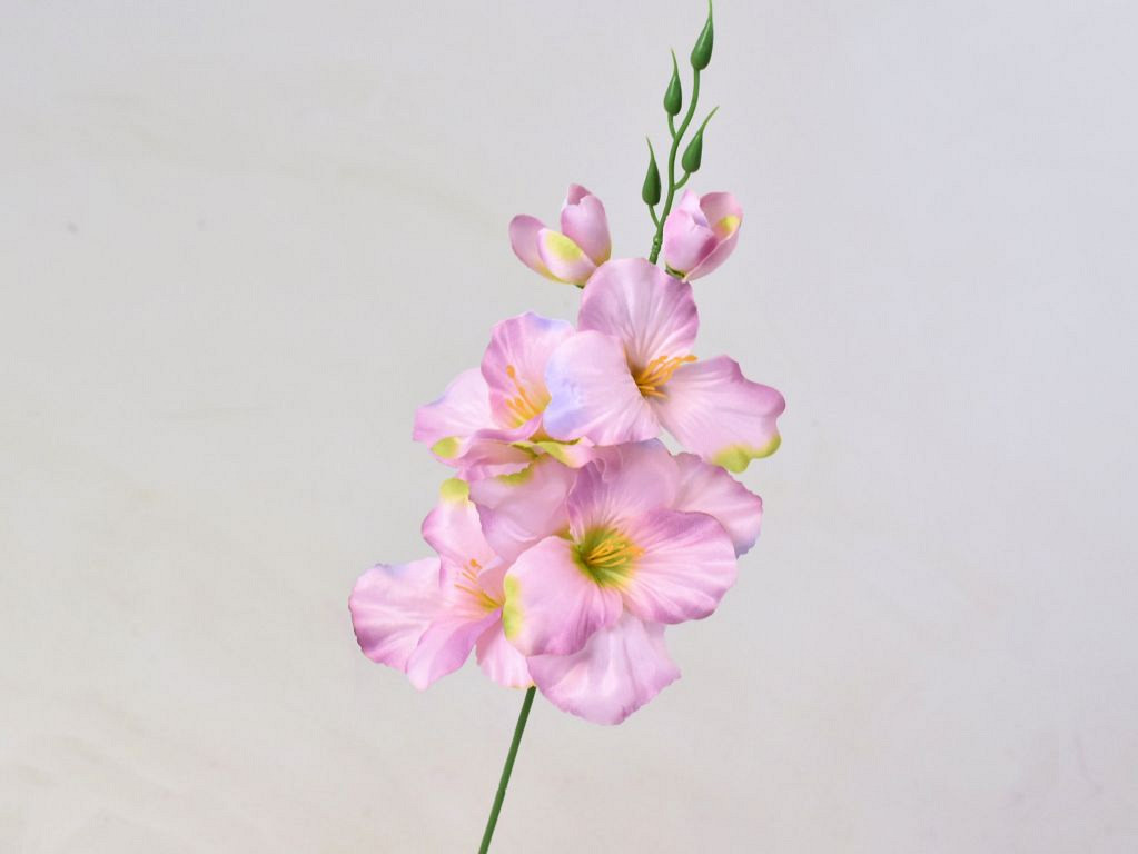Gladiool D9cm oud Roze
