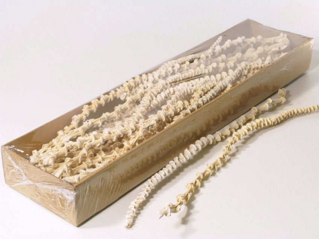 Musa Stem Ivoire 12-Pack