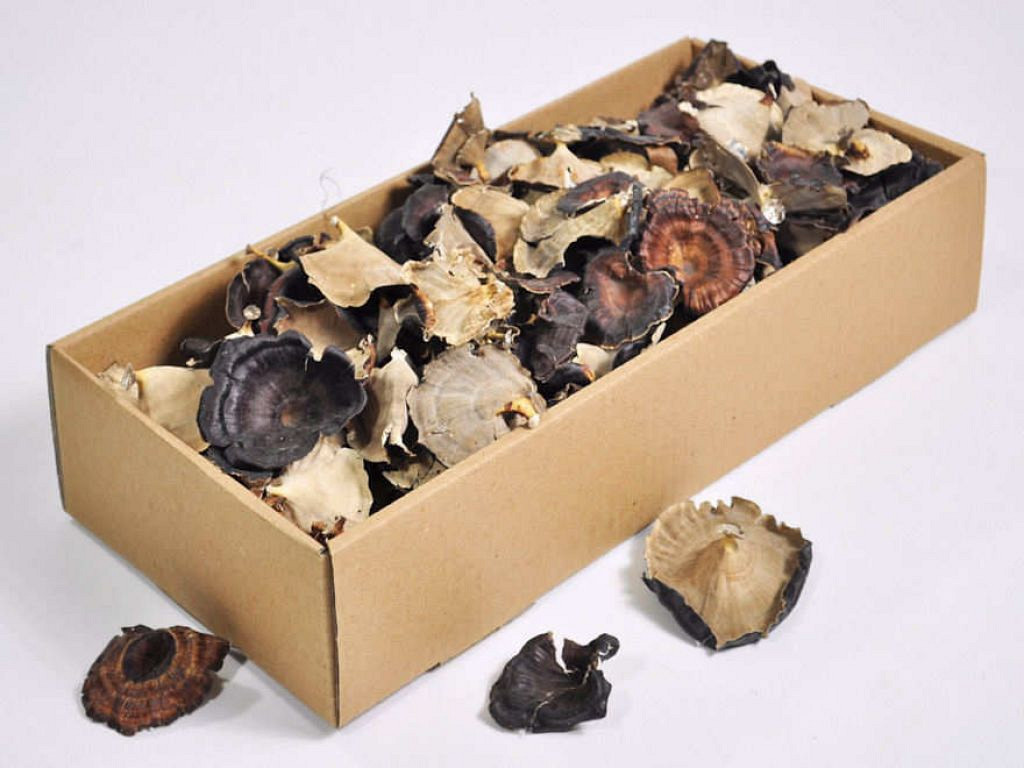 Golden Mushroom 200gr.
