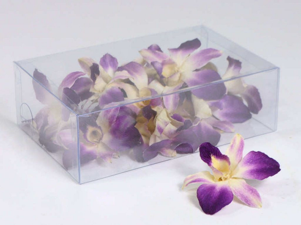 Orchidee Sonia Purple White 20pcs