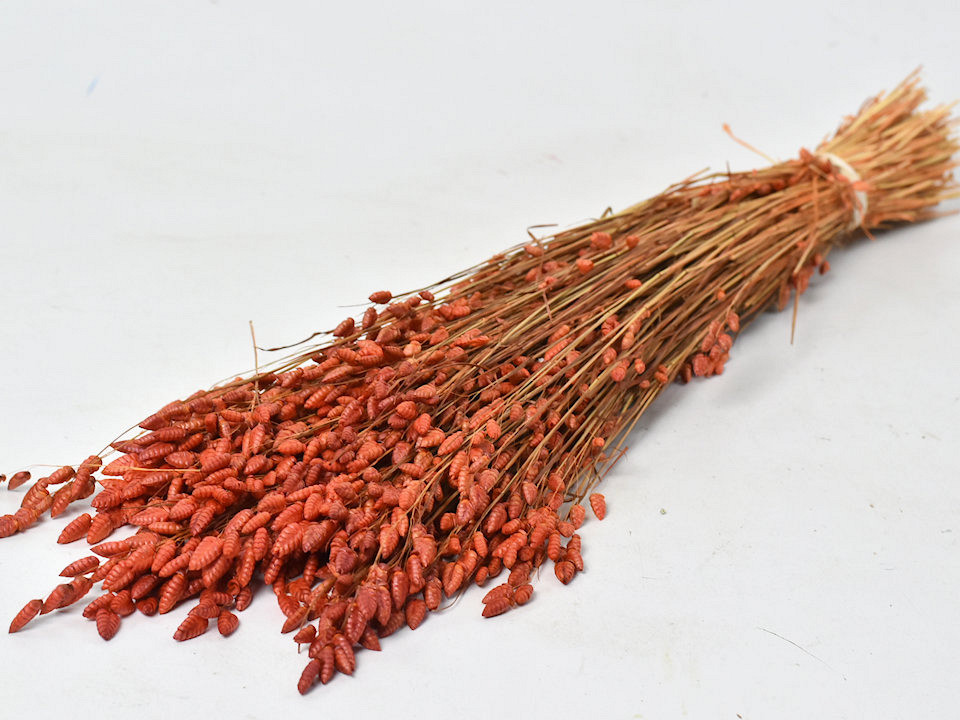 Briza Maxima 100gr. Oranje