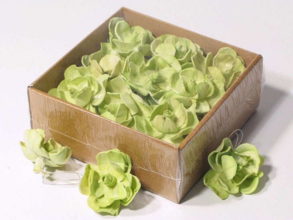 Sola Magnolia 6cm Vert 18pcs