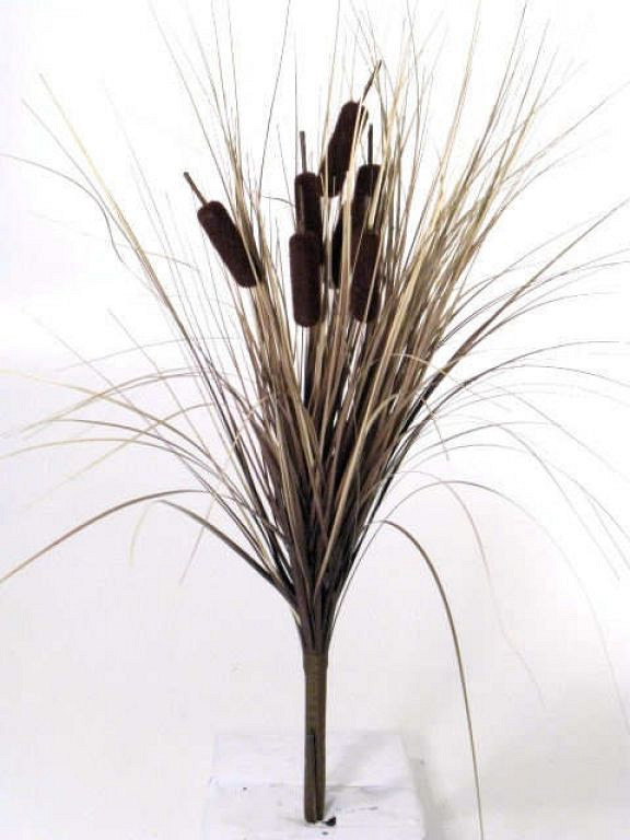 Massettes 55cm