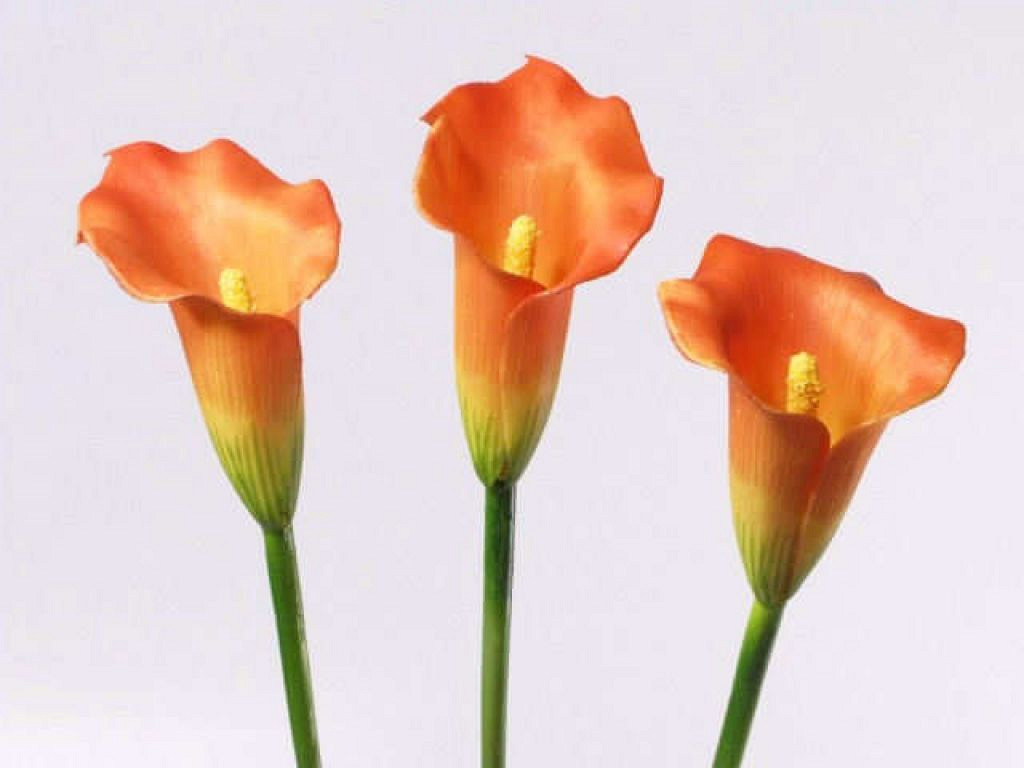 Calla oranje 60cm