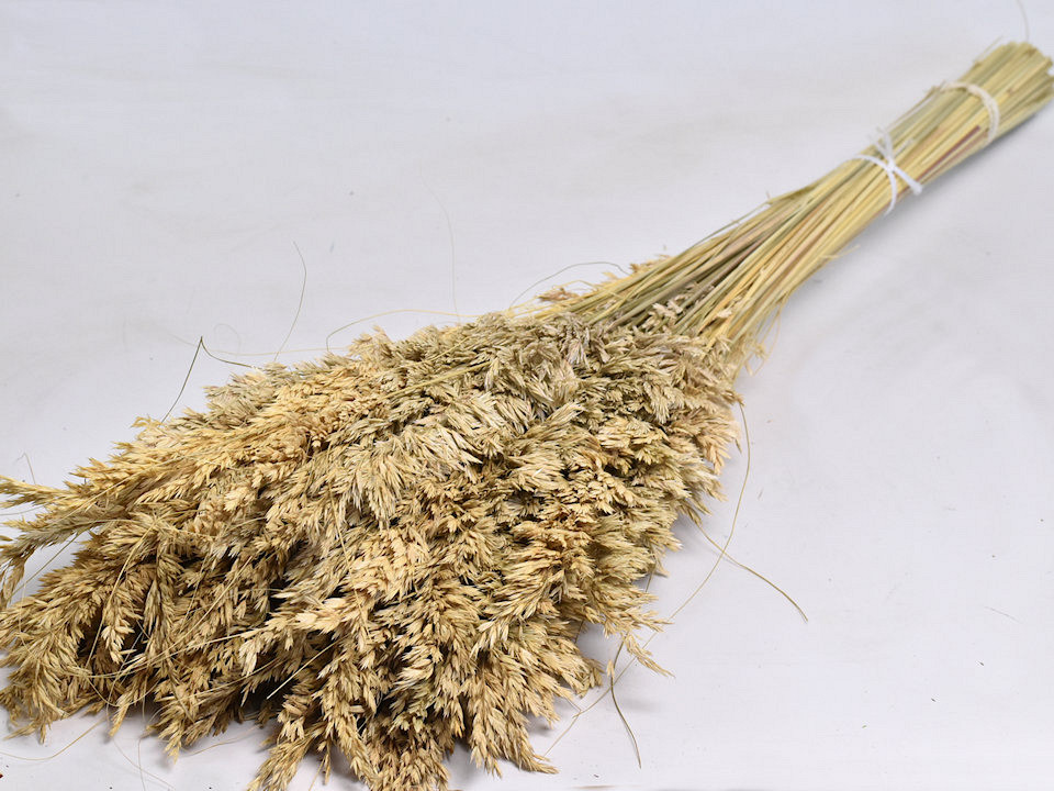 Festuca 100cm 250gr.