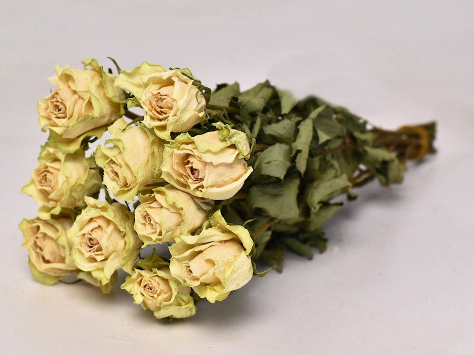 Rozen Crème-Geel 35cm